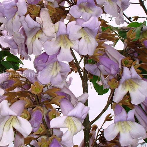 Саженцы павловнии Адамово дерево (черенкованный) - 1-летний Черновцы - изображение 1