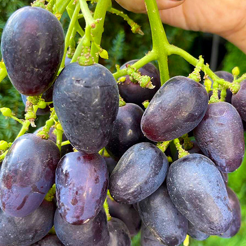 Cаджанці винограду Велетень (черенкований) - 2-річний Чернівці - фото 1