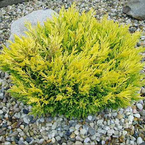 Саджанці ялівцю Лаймове Сяйво (черенкований) - 3-річний Чернівці