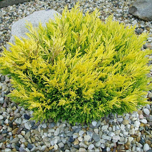 Саджанці ялівцю Лаймове Сяйво (черенкований) - 3-річний Чернівці - фото 1