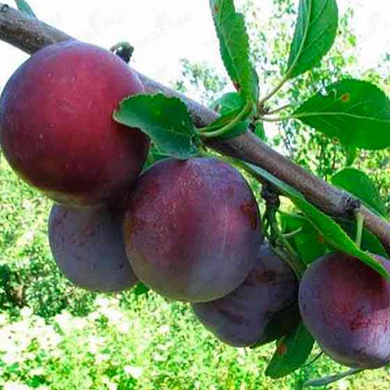 Саженцы сливы Кишиневская Ранняя (привитый) - 2-летний Черновцы