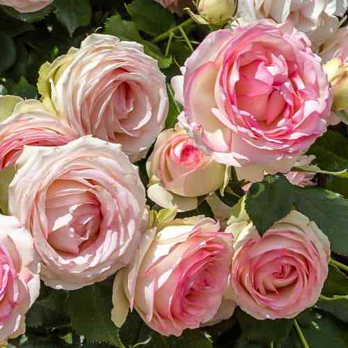 Саджанці троянд Романтик Баблс (привитий) - 2-річний Чернівці