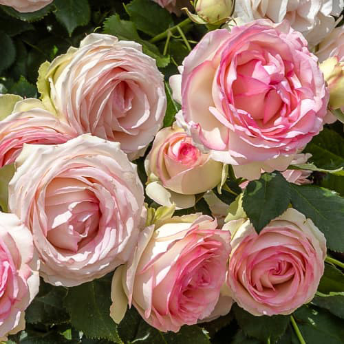 Саджанці троянд Романтик Баблс (привитий) - 2-річний Чернівці - фото 1