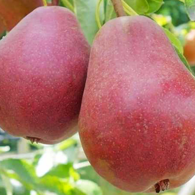 Саджанці груші Диколор (привитий) - 2-річний Чернівці - фото 1