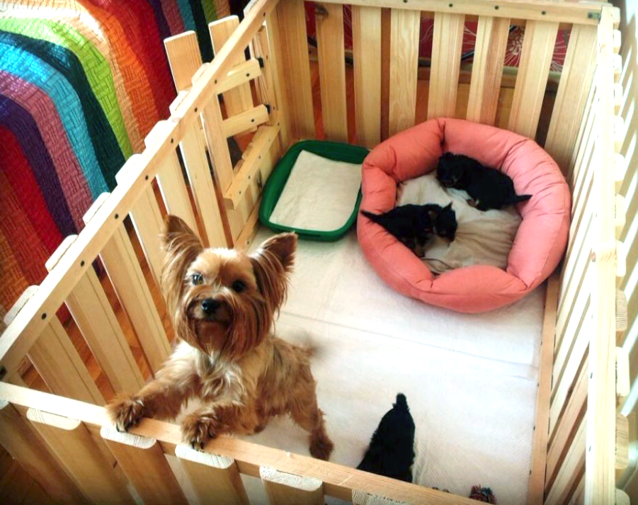 Вольєр для цуценят "Ахрас" бланже Миколаїв - фото 1