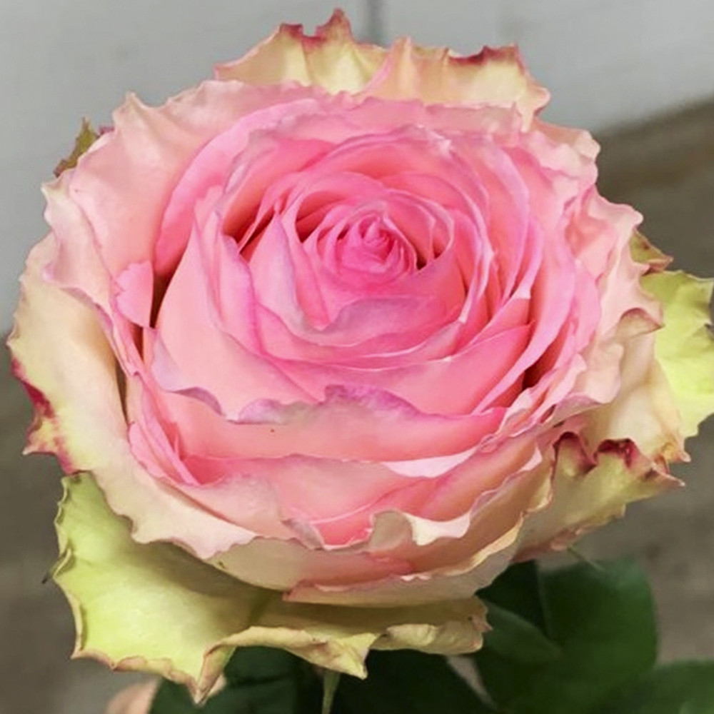 Саженцы чайно-гибридных роз Эсперанса (привитый) Черновцы - изображение 2