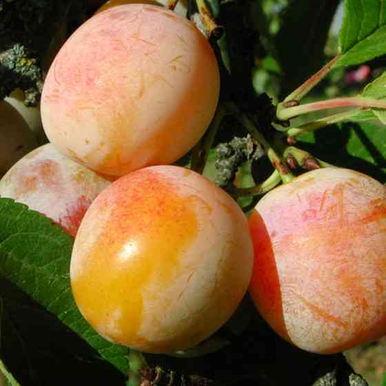 Саджанці сливи Персикова (привитий) - 2-річний Чернівці