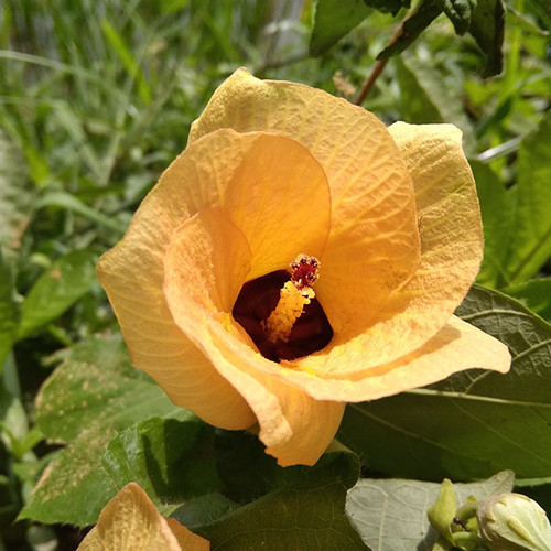 Саженцы гибискуса Липовидный (черенкованный) - 1-летний Черновцы - изображение 1