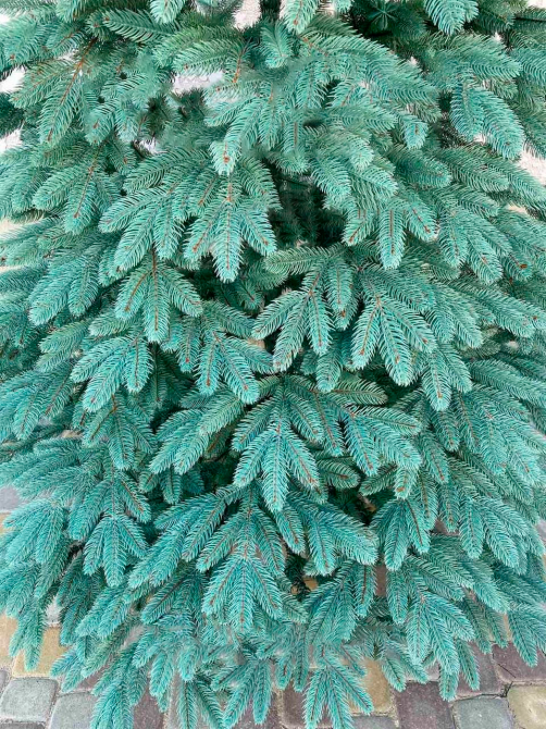 Искусственная пушистая елка Премиум (высота 2.90 м) литая (Голубая) Винница - изображение 9