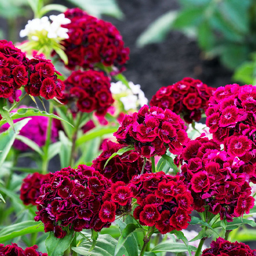 Саджанці гвоздики Східна Казка Червона (черенкований) - 2-річний Чернівці - фото 1