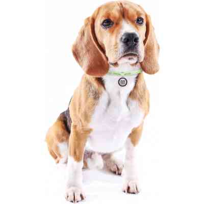 Шнурок для адресника WAUDOG Smart ID светоотражающий S 25-45 см салатовый (60405) Винница