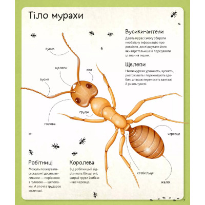 Книга Світ мурах - Штєпанка Секанінова Vivat (9786171703186) Винница - изображение 8