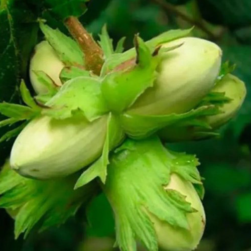 Саджанці фундука Тамбовський ранній (відводок) - 2-річний Чернівці - фото 1