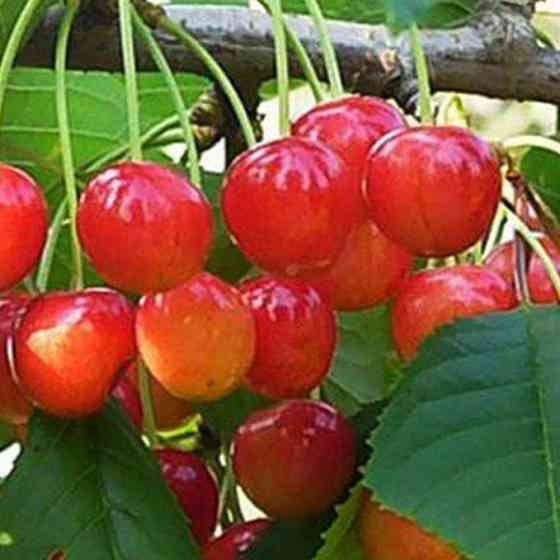 Саджанці черешні Дончанка (привитий) - 2-річний Чернівці