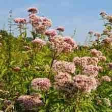 Посконник конопляный (Сідач конопляний), 100г master sem Киев - изображение 1