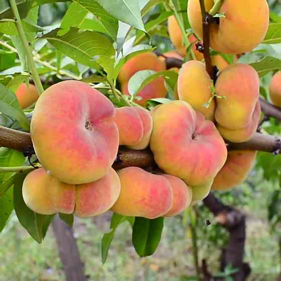 Саженцы персика Бельмондо (привитый) - 2-летний Черновцы