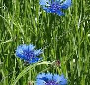 Волошка польова трава (Василек полевой) 100г master sem Киев - изображение 3