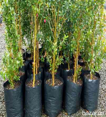 Рукав для розсади 100х500 метрів 40 мкм (чорний) пакети для розсади Дніпро