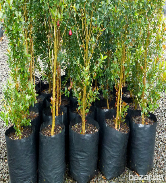 Рукав для розсади 100х500 метрів 40 мкм (чорний) пакети для розсади Дніпро - фото 5