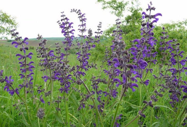 Шалфей луговой (Шавлія лугова) 100г master sem Киев - изображение 1