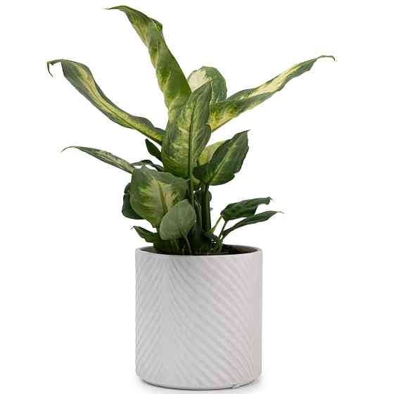 elemi Кашпо для квітів керамічне elemi "Листок" (білий) 13" круглий 1,3 л Коломыя