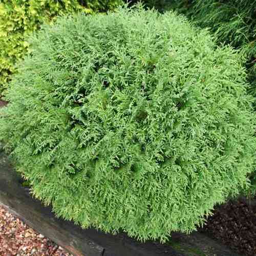 Саджанці туї Маленький Чемпіон Чернівці