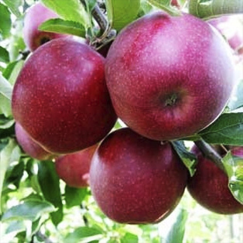 Саженцы яблони Ред Джонапринц (привитый) - 1-летний Черновцы - изображение 1