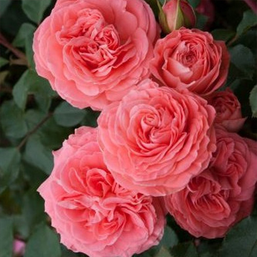 Саженцы роз Шакенборг (привитый) - 2-летний Черновцы - изображение 1