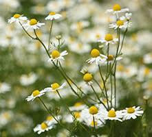 Ромашка лікарська (Ромашка лекарственная)100г master sem Киев - изображение 2