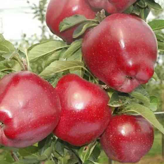 Саджанці яблуні Ред Чіф (привитий) - 1-річний Чернівці