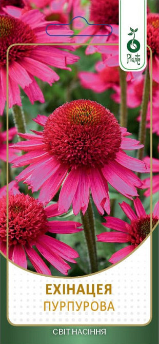 Насіння Єхінацеї пурпурової Київ - фото 1