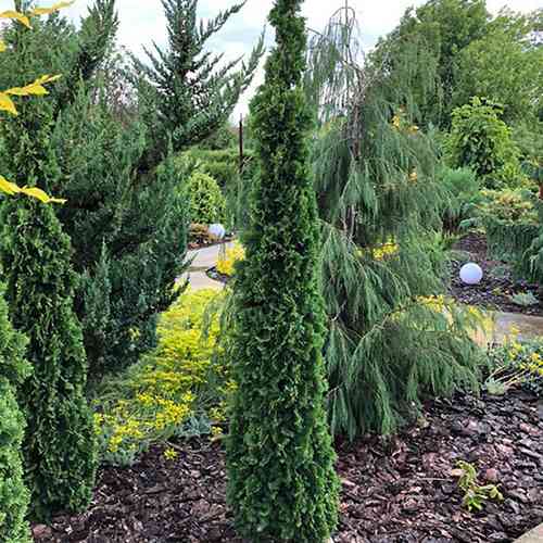 Саджанці туї Шпиль Деґрута Чернівці