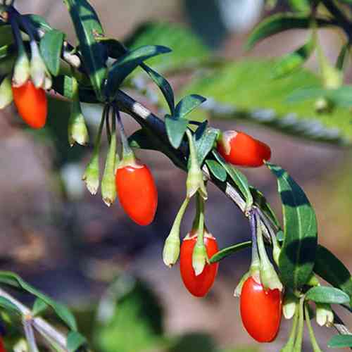 Саженцы барбариса Тибетский (черенкованный) - 1-летний Черновцы