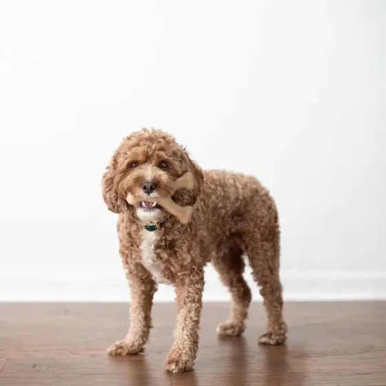 Жувальна іграшка для собак Бенебон Benebone Wishbone Chicken іграшка зі смаком курки для собак до 13 кг (розмір S) Вінниця