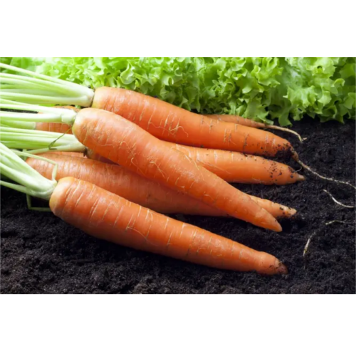 Морква Дитяча 20гр Смачний Житомир