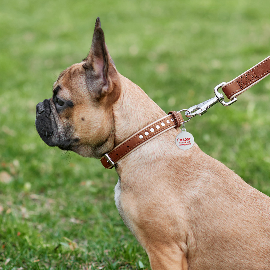 Нашийник для собак шкіряний WAUDOG Soft з QR паспортом, металічні прикраси, Ш 20 мм, Дов 30-39 Коломыя - изображение 2