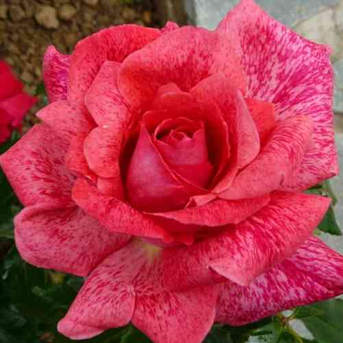 Саджанці троянд П'єр Карден (привитий) - 2-річний Чернівці