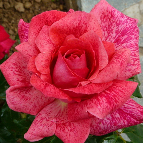 Саджанці троянд П'єр Карден (привитий) - 2-річний Чернівці - фото 1