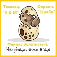 Яйця інкубаційні перепела Білий Техасець - супер бройлер (Usa). Одеса - фото 4