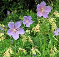 Герань луговая, 100г master sem Киев - изображение 1