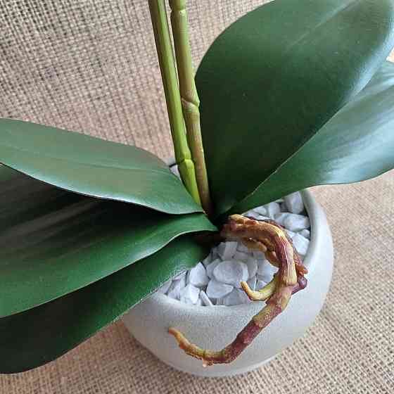 Штучна латексна орхідея VIP у пудровому керамічному кашпо на дві гілки біла в крапку Дніпро