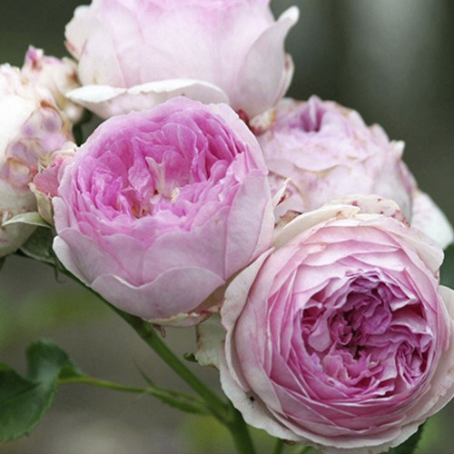 Саджанці троянд Везаліус (привитий) - 2-річний Чернівці - фото 1