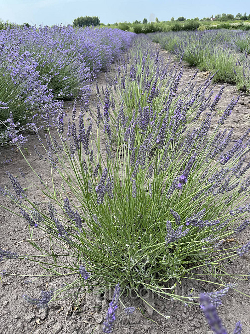 Трирічні саджанці лавандину Grosso (діаметр куща до 50 см) Ірпінь - фото 1