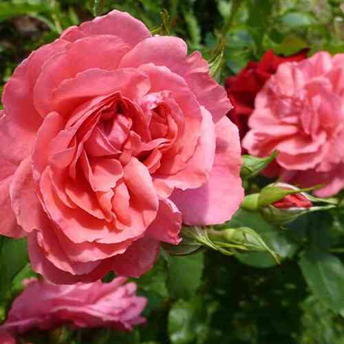 Саджанці троянд Барбі (привитий) - 2-річний Чернівці