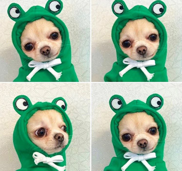 Одежда для собак мелких пород Лягушнок Киев - изображение 2