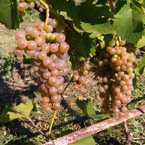 Саженцы винограда Диамант (черенкованный) - 1-летний Черновцы