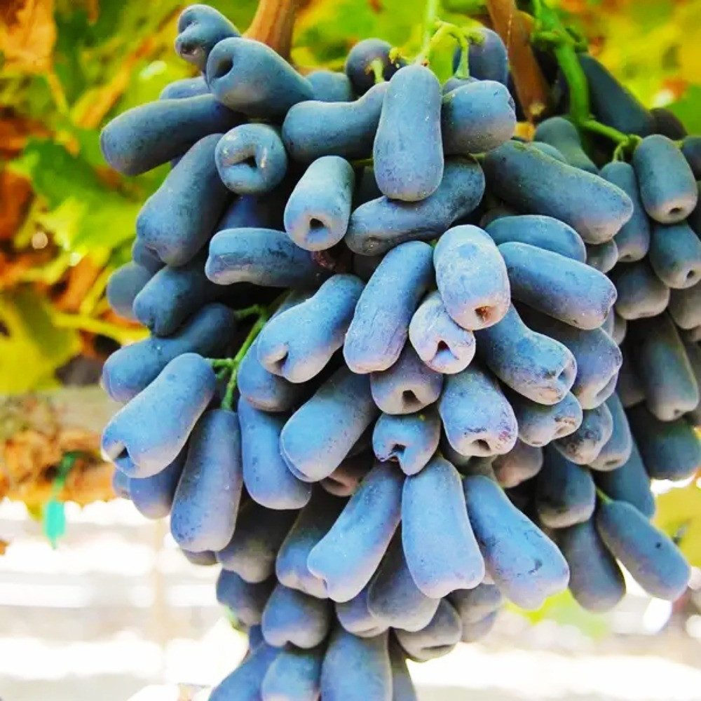 Саджанці винограду Аватар (черенкований) - 2-річний Чернівці - фото 1