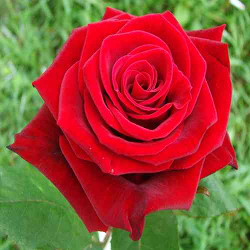 Саженцы роз Престиж (привитый) - 2-летний Черновцы