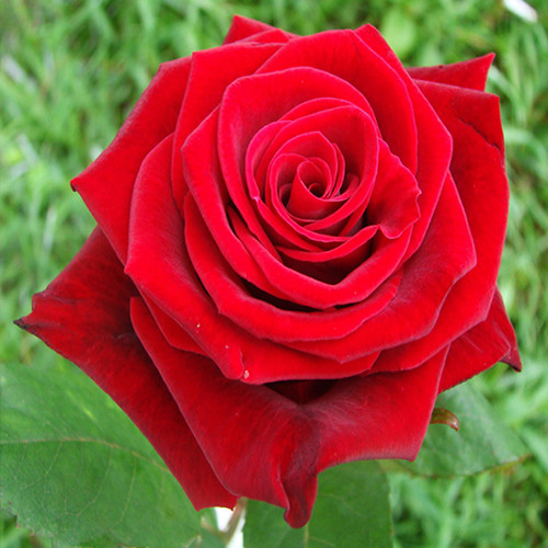 Саженцы роз Престиж (привитый) - 2-летний Черновцы - изображение 1