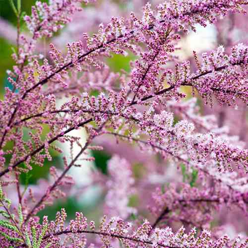 Саджанці тамариксу Французький (черенкований) - 1-річний Чернівці